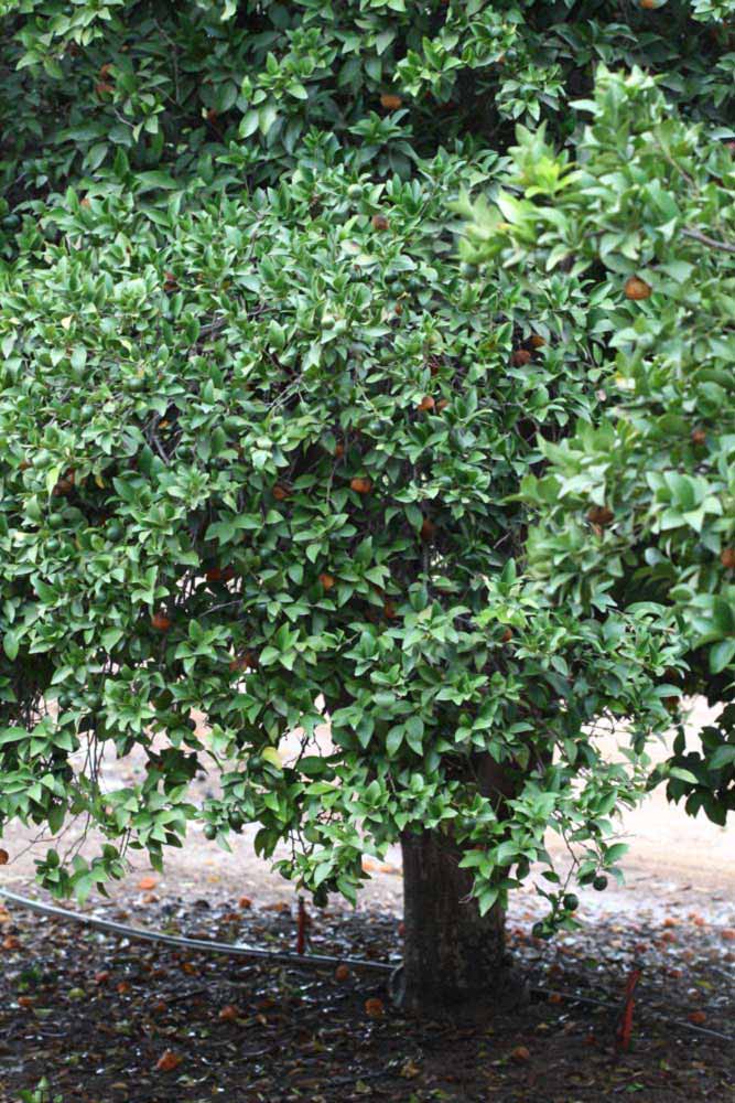            Habit (Riverside, CA)   